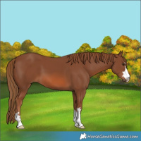 Horse Color:Chestnut 