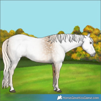 Horse Color:Gray Palomino