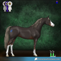 Horse Color:Liver Chestnut 