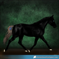 Horse Color:Void Amber Cream Champagne Pearl Splash Appaloosa 