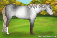 Horse Color:Gray Chocolate Palomino 