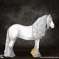 Horse Color:Silver Amber Champagne Pearl Onyx Sabino Splash Rabicano 