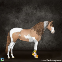 Horse Color:Bay Pearl Sabino Tobiano 