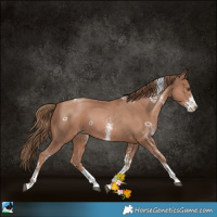 Horse Color:White Spotted Black Pearl Tobiano Rabicano