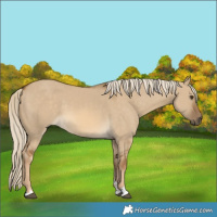 Horse Color:Chocolate Palomino Dun 