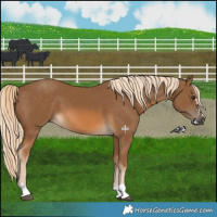 Horse Color:Chocolate Palomino 