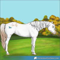 Horse Color:Red Dun Tobiano Varnish 