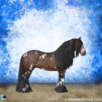 Horse Color:White Spotted Brown 