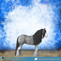 Horse Color:Black Ice Sabino 