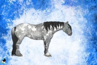 Horse Color:White Spotted Black Ice Rabicano 
