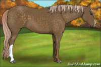 Horse Color:Chocolate Palomino 