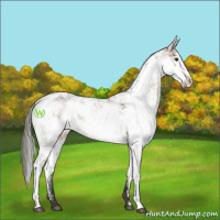 Horse Color:Liver Red Dun Mushroom Sabino Rabicano 