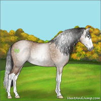 Horse Color:Gray Bay Roan Dun Splash Rabicano 