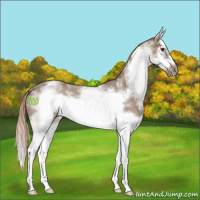 Horse Color:White Spotted Liver Red Dun Roan Splash Frame Rabicano