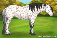 Horse Color:Bay Appaloosa 