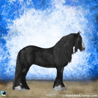 Horse Color:Black Ice Sabino 