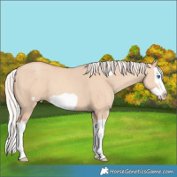 Horse Color:Silver Classic Champagne Dun Splash Frame 