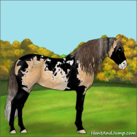 Horse Color:Sable Cream Champagne Splash Tobiano 