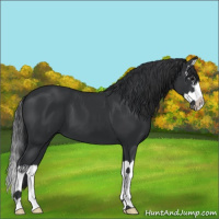 Horse Color:Black Sabino Splash 