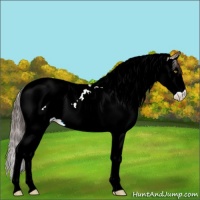 Horse Color:Amber Champagne Splash Tobiano Appaloosa 