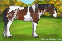 Horse Color:White Spotted Brown Splash Tobiano Appaloosa