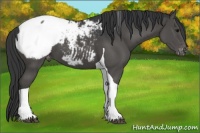 Horse Color:Black Tobiano Appaloosa 