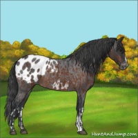 Horse Color:Bay Appaloosa  and Blue Roan Sabino Appaloosa 