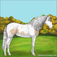 Horse Color:Silver Sable Champagne Dun Splash Tobiano 