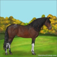 Horse Color:Brown Appaloosa 