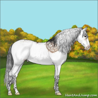 Horse Color:Bay Dun Sabino 