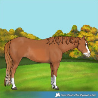 Horse Color:Chestnut Splash Rabicano 