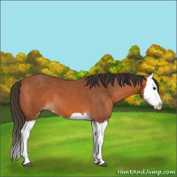 Horse Color:Bay Splash 