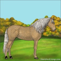 Horse Color:Silver Smoky Black 