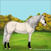 Horse Color:Cremello Splash 