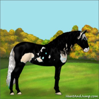 Horse Color:Silver Buckskin Pearl Splash Tobiano 