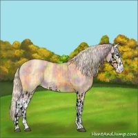 Horse Color:Nacre Palomino Splash  and Nacre Palomino Dun Splash 