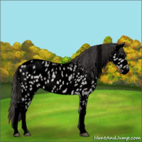 Horse Color:Void Platinum Bay Dun Near Leopard 