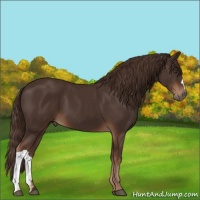 Horse Color:Liver Chestnut 