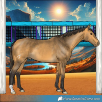 Horse Color:Buckskin 