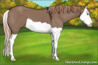 Horse Color:Liver Red Dun Splash 