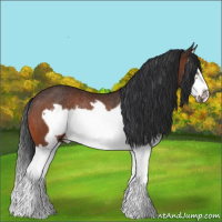Horse Color:Bay Splash Frame Rabicano