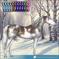 Horse Color:Liver Chestnut Mushroom Sabino Splash 