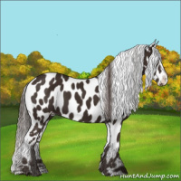 Horse Color:Liver Chestnut Near Leopard 