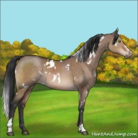 Horse Color:White Spotted Brown Dun Sabino 