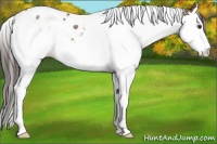 Horse Color:Brown Dun Splash Tobiano Appaloosa 