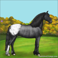 Horse Color:Black Appaloosa Rabicano