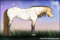 Horse Color:Buckskin Dun Appaloosa