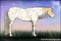 Horse Color:Palomino Dun Appaloosa 