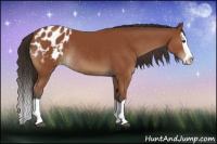 Horse Color:Bay Splash Appaloosa Rabicano