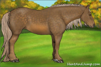 Horse Color:Chocolate Palomino 
